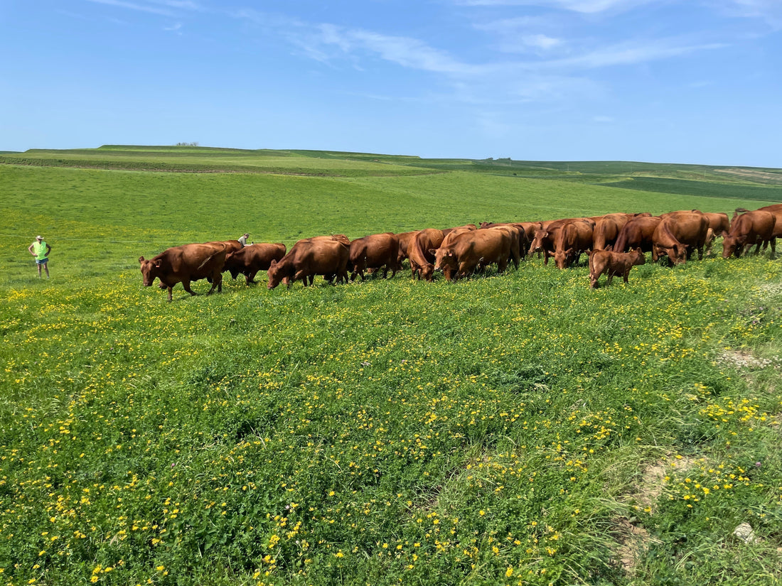 Beyond Grass: The Bloom Behind Great Beef