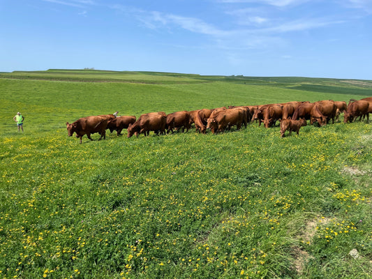 Beyond Grass: The Bloom Behind Great Beef